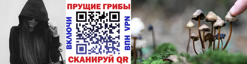 Купить закладки  Апшеронск  Псилоцибиновые грибы GOLDEN TEACHER 